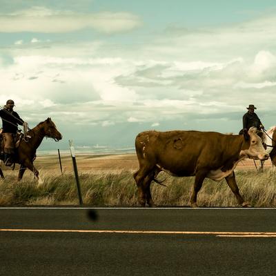Rider driving cattle