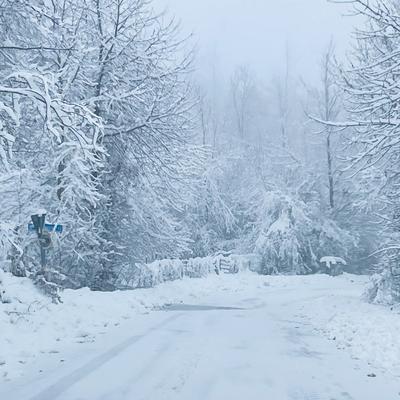 Snow-covered road and trees